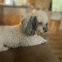 Pyper - Poodle