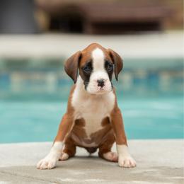 Red - Fawn female Boxer puppy in Georgia from Stephanie’s Boxers