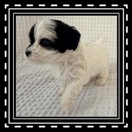 Charles - Black and white male Cavapoo puppy in Oak Island, North Carolina from Carolina Cavapoo Puppies