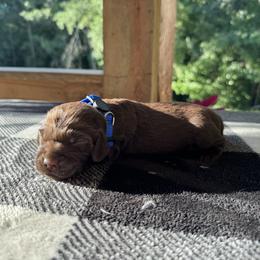 Blue Collar - Chocolate male Boykin Spaniel puppy in Comer, Georgia from Weavers Kennels