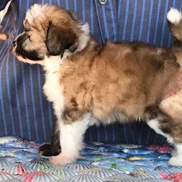 Chinese Crested and Xoloitzcuintli Puppies from Xcel's Xoloitzcuintli and Chinese Cresteds