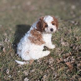 Carol - Blenheim female Cavapoo puppy in Amboy, Indiana from Wag'in Tails