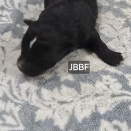 Jg4 - Black & white female Miniature Australian Shepherd puppy in Bend, Oregon from Badlands Toy and Mini Aussies