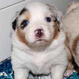 Poppy - Blue merle female Australian Shepherd puppy in Iota, Louisiana from C'est Bon Aussies Australian Shepherds