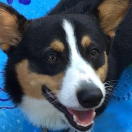 Pembroke Welsh Corgis from LaLoba’s Corgis