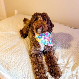 Blaise - Goldendoodle