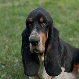 Mick - Basset Hound
