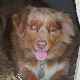 Ruby - Miniature Australian Shepherd