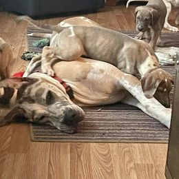 Great Dane Puppies from Reagan’s Danes