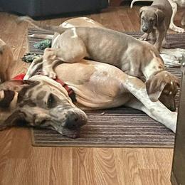 Great Dane Puppies from Reagan’s Danes