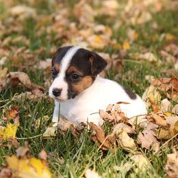 Dot - Tri-color female Jack Russell Terrier puppy in West Bend, Iowa from Blue Skies Terriers