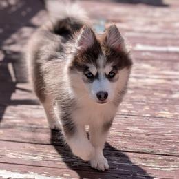 Kosta - Blue eyes - Blue male Pomsky puppy in Hurleyville, New York from My Crazy Pomskys