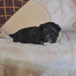 Pecan - Black and white male Shichon puppy in Delta, Colorado from PTK Ranch