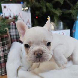 French Bulldog Puppies from Electric City Frenchies