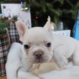 French Bulldog Puppies from Electric City Frenchies