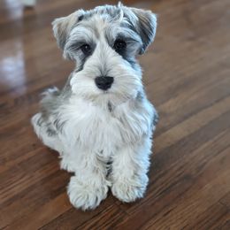 Miniature Schnauzer Puppies from PartiLife Miniature Schnauzers
