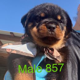 Male 857 - Black and mahogany male Rottweiler puppy in Ocala, Florida from Southeast Companion & Protection Dogs