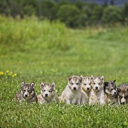 Pomsky and Siberian Husky Puppies from Kristie’s Husky Haven