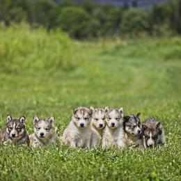 Pomsky and Siberian Husky Puppies from Kristie’s Husky Haven