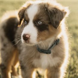Australian Shepherds from Cimmarun Farm Aussies