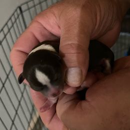 Chihuahua Puppies from Guys Cajun Paws