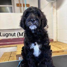 Lugnut - Black male Goldendoodle puppy in Water Valley, Mississippi from Olympian Doodles