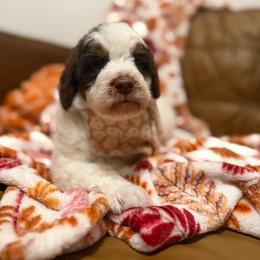 Jack - Tri-color male Bernedoodle puppy in Ocala, Florida from Bernedoodles of Florida