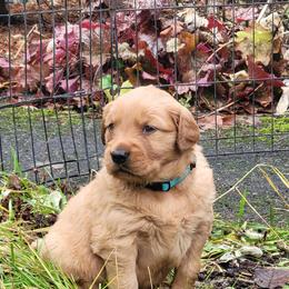 Golden Retriever Puppies from Cedar Life Goldens