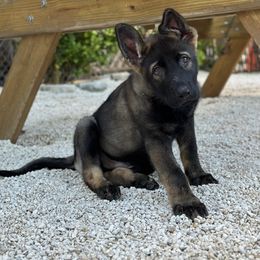 German Shepherd Puppies from Key Star German Shepherds