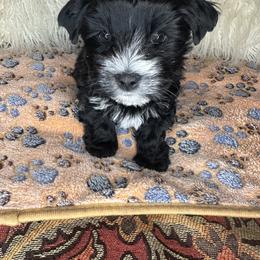 Yorkshire Terrier Puppies from Southern Yorkies by Trisha