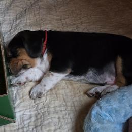 Ember - Black red and white male Beagle puppy in Palestine, Texas from The Beagle Corner