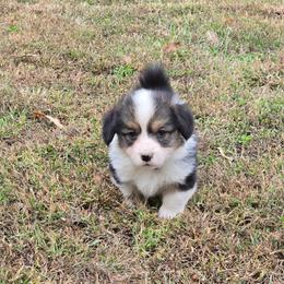 2 - green collar boy - Black and tan male Pembroke Welsh Corgi puppy in Harrisburg, Illinois from Parish Corgis