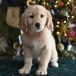 Dark purple girl - Light golden female Golden Retriever puppy in Gilbert, Arizona from Dani’s Dawgs