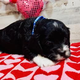 Denver - Black and white male Cockapoo puppy in Richton, Mississippi from Magnolia Hill Doodles