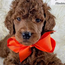 Davet - Poodle puppy from The Olympus Standard Poodle
