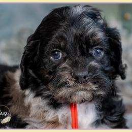 Charming - Merle male Cockapoo puppy in Connersville, Indiana from Deaz Doodle Ranch