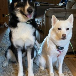 Bernedoodles and Pomskies from T-Rose’s Bernedoodle & Pomsky Puppies