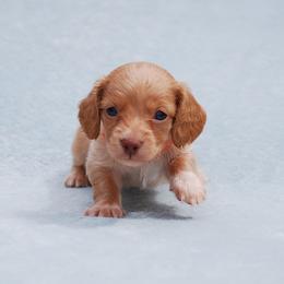 AKC Phillip - Red male Dachshund puppy in Billings, Missouri from Bundles of Joy