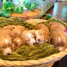 Goldendoodle puppies from Salt and Sage Doodles