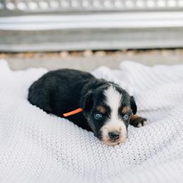 Pluto - Black tri male Miniature Australian Shepherd puppy in Enoch, Utah from Twisted H Aussies