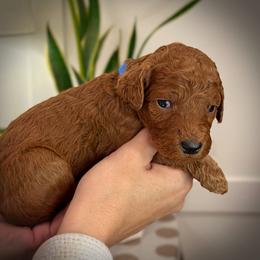 Blue Collar Girl - Red  female Poodle puppy in Modesto, California from Dry Creek Poodles