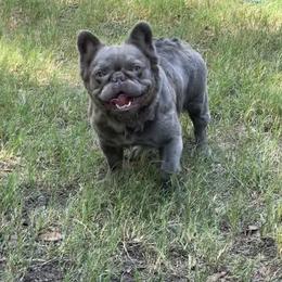 "Grace" French Bulldog All Grown Up from YZC Frenchies at 4C Ranch