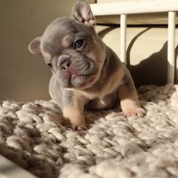 Lumi - Blue female French Bulldog puppy in Zephyrhills, Florida from Love & Frenchies LLC