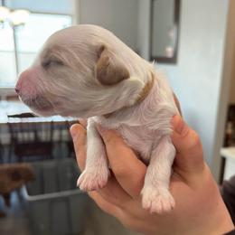 Ollie - White male Cavapoo puppy in Pasco, Washington from Beth's Cavapoos