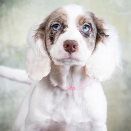 Claire - Merle female Cockapoo puppy in Connersville, Indiana from Deaz Doodle Ranch