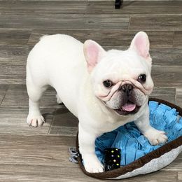 Maj - French Bulldog