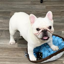 Maj - French Bulldog