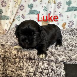 Luke - Black male Shih Tzu puppy in Cordova, Tennessee from TrueLine kennels