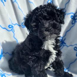 Joey ( Blue collar) - Black and white male Schnoodle puppy in Novinger, Missouri from Stormi Sky Schnoodles