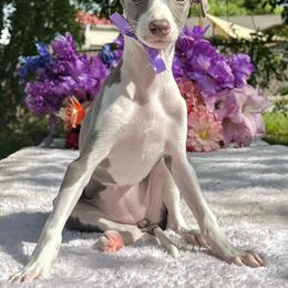 Margo - White and blue female Italian Greyhound puppy in Lakeland, Florida from Elite Doxies Florida